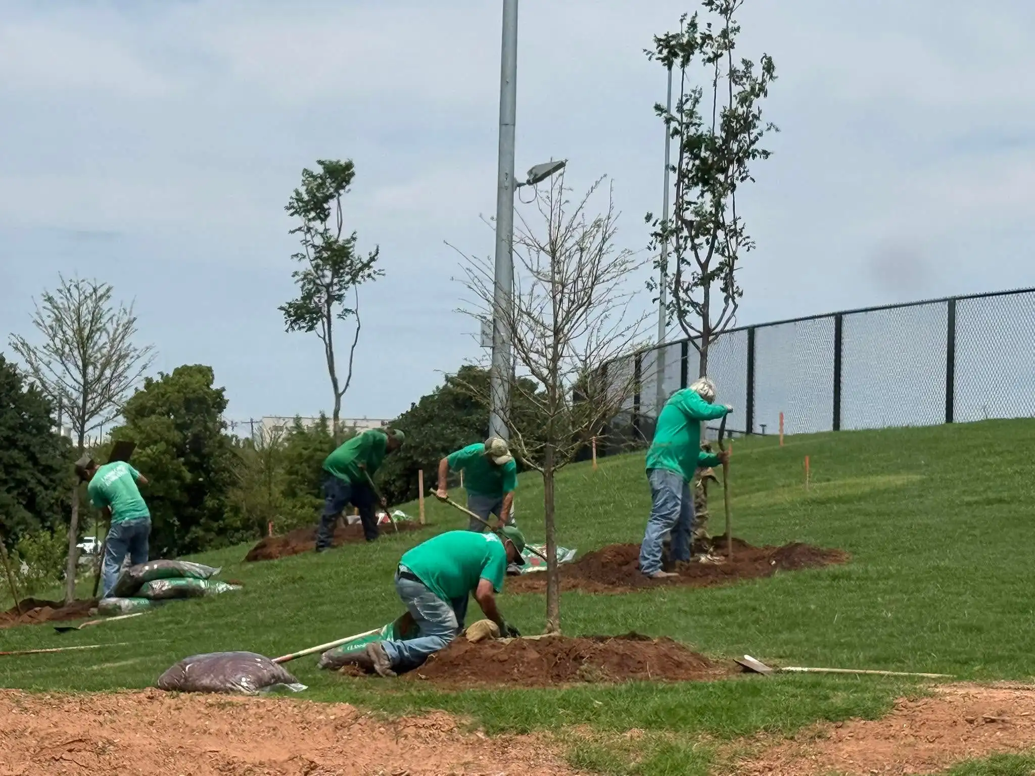Crew in green shirts planting young trees on a grassy slope beside a fence, digging holes, staking a tree and spreading mulch