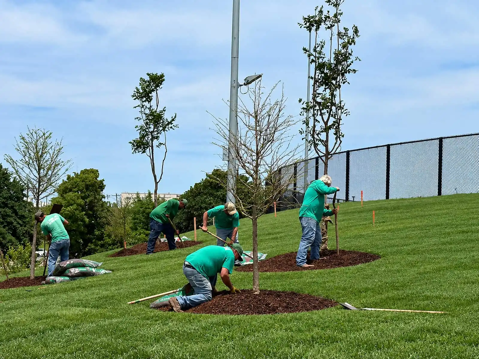 Four crew members in green shirts planting young trees and spreading mulch rings on a grassy slope