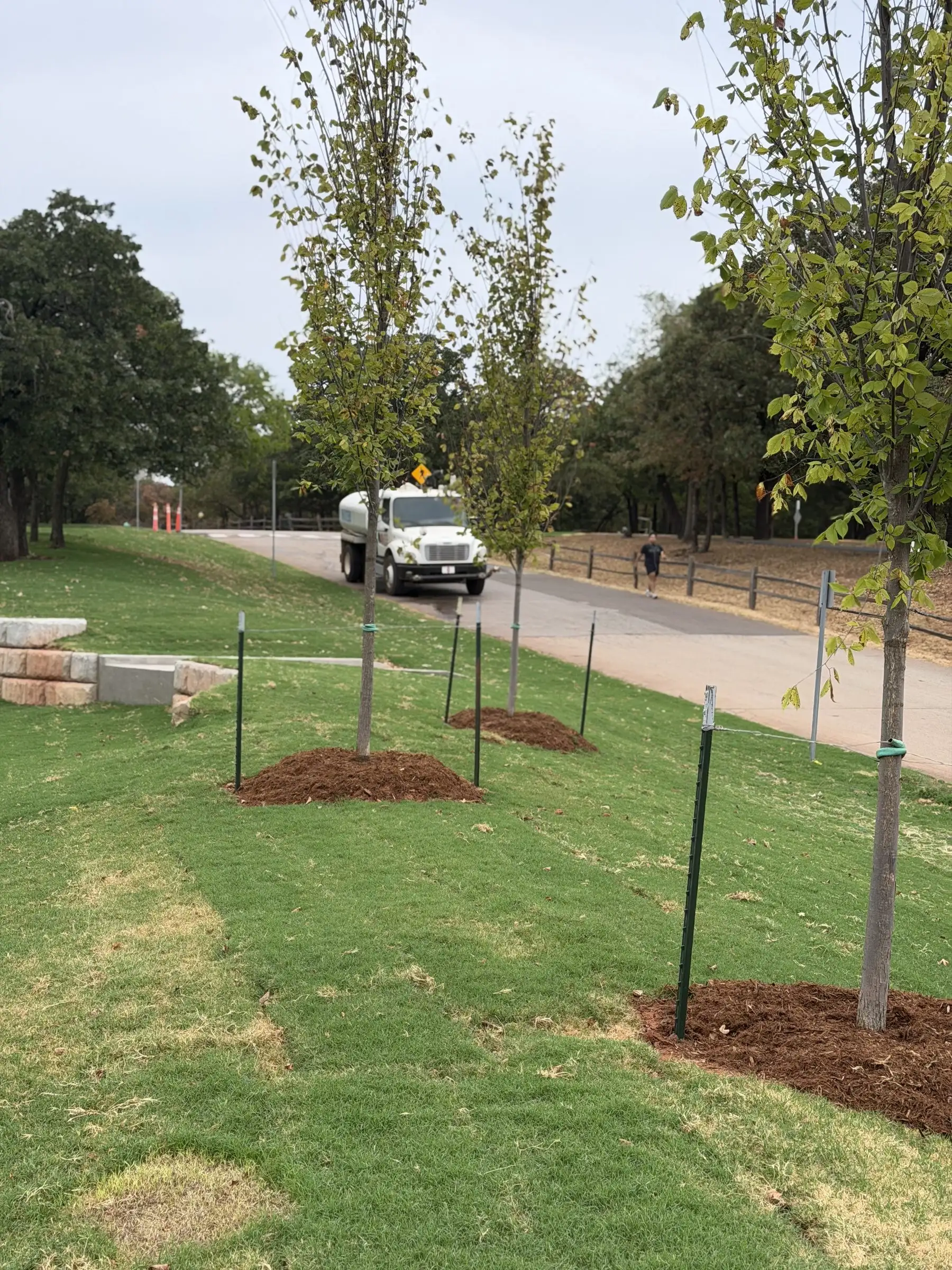 Rows of young staked trees with mulch rings set in new turf beside a path, with a pickup parked beyond