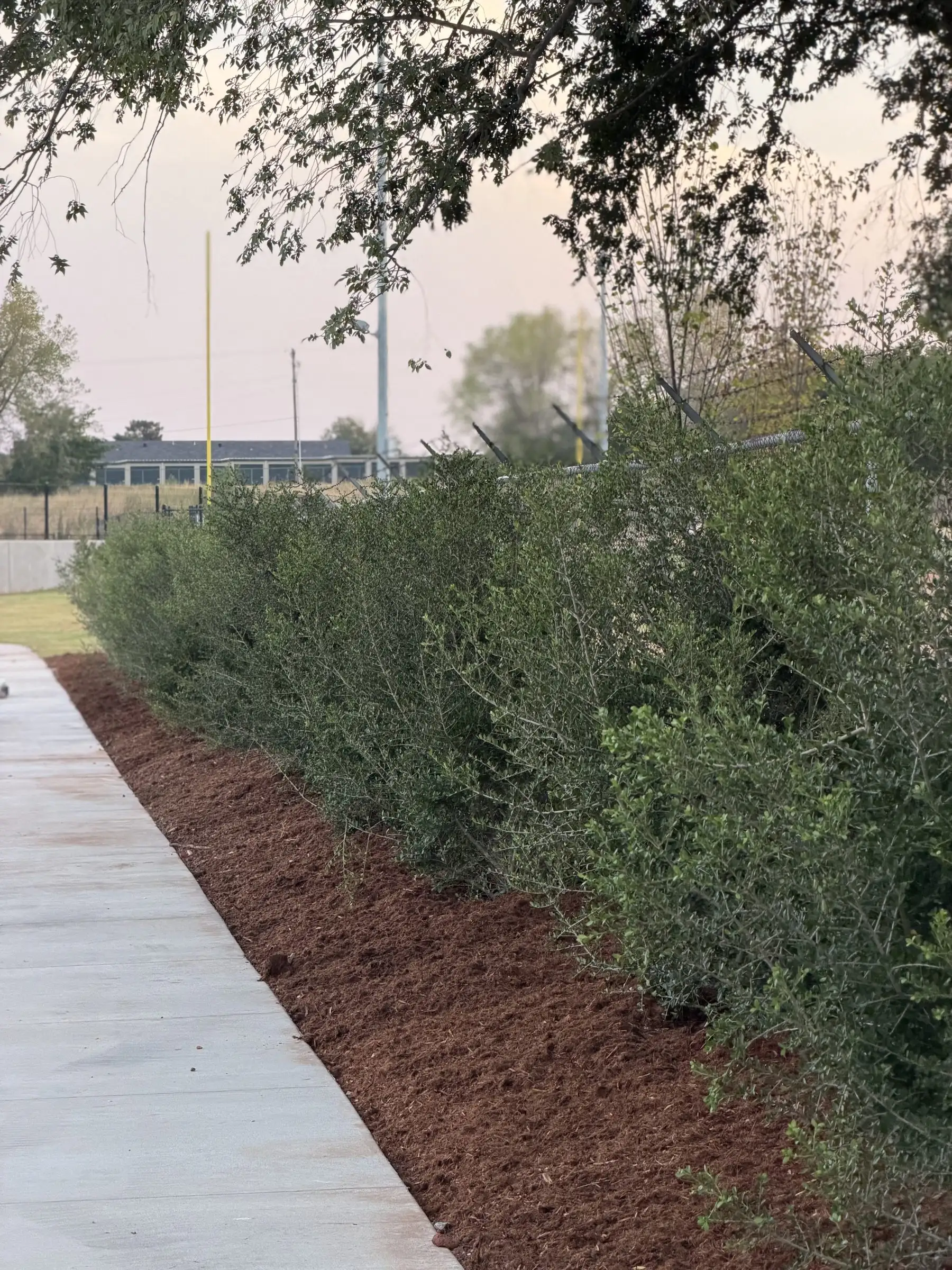 Concrete sidewalk beside a long mulched bed planted with a row of shrubs under mature trees