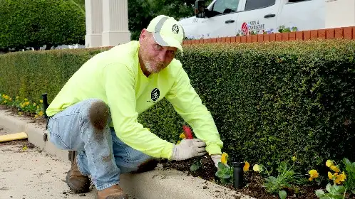 Crew member in a bright 4-D shirt planting along a trimmed hedge