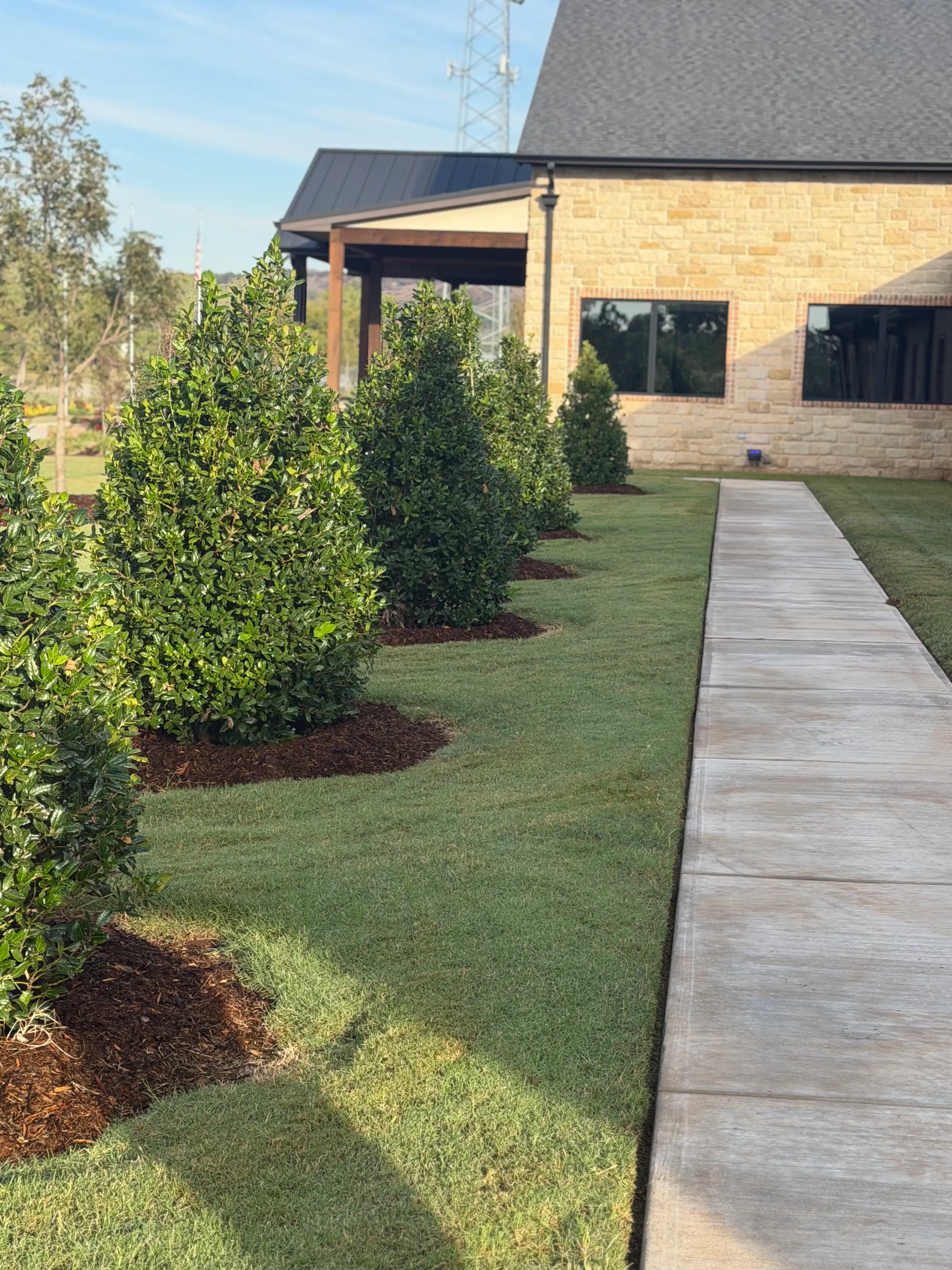 Newly planted shrubs set in mulch rings along a concrete walkway at a commercial site