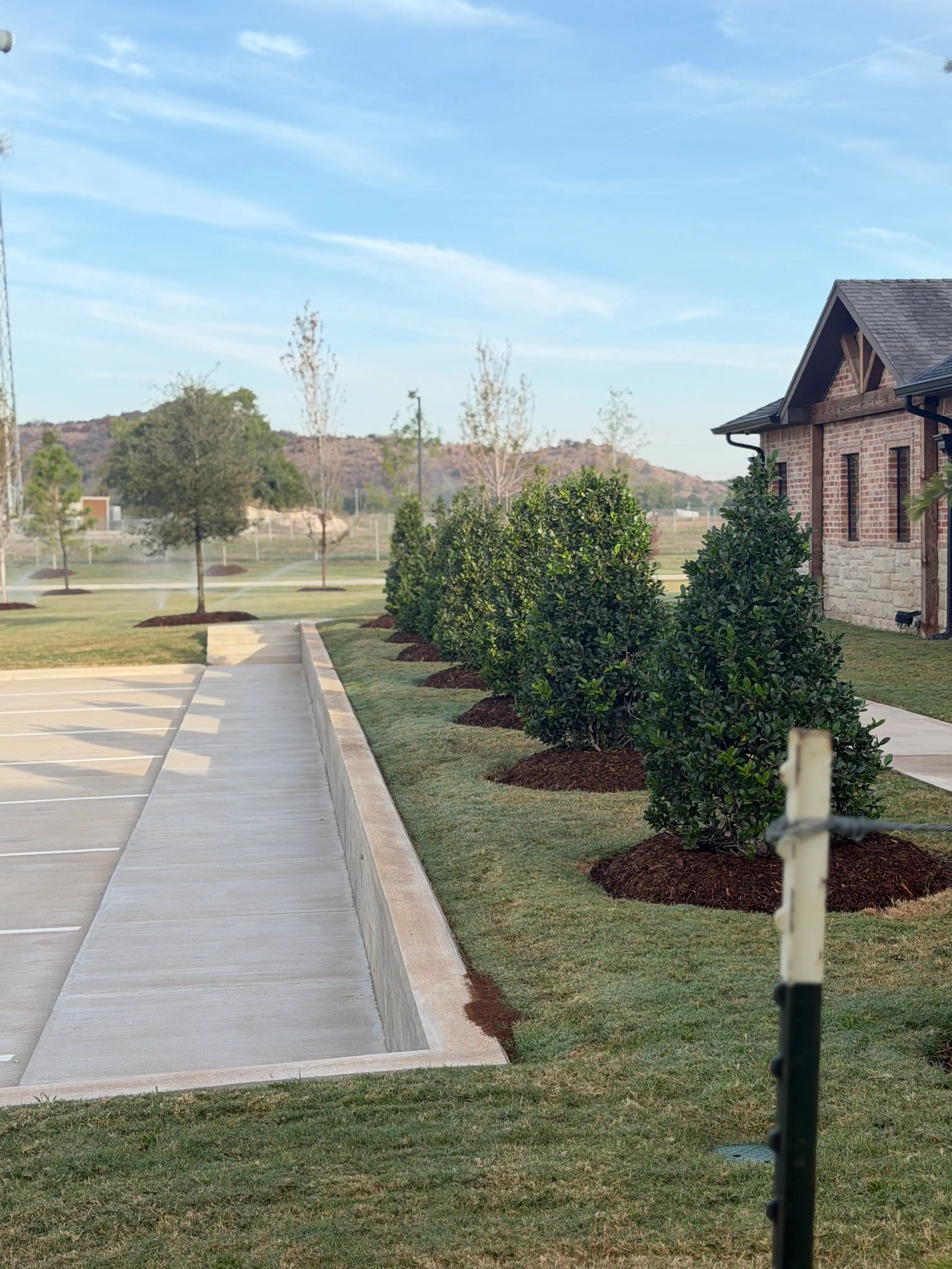 Embankment beside a commercial site planted with new shrubs in mulch rings