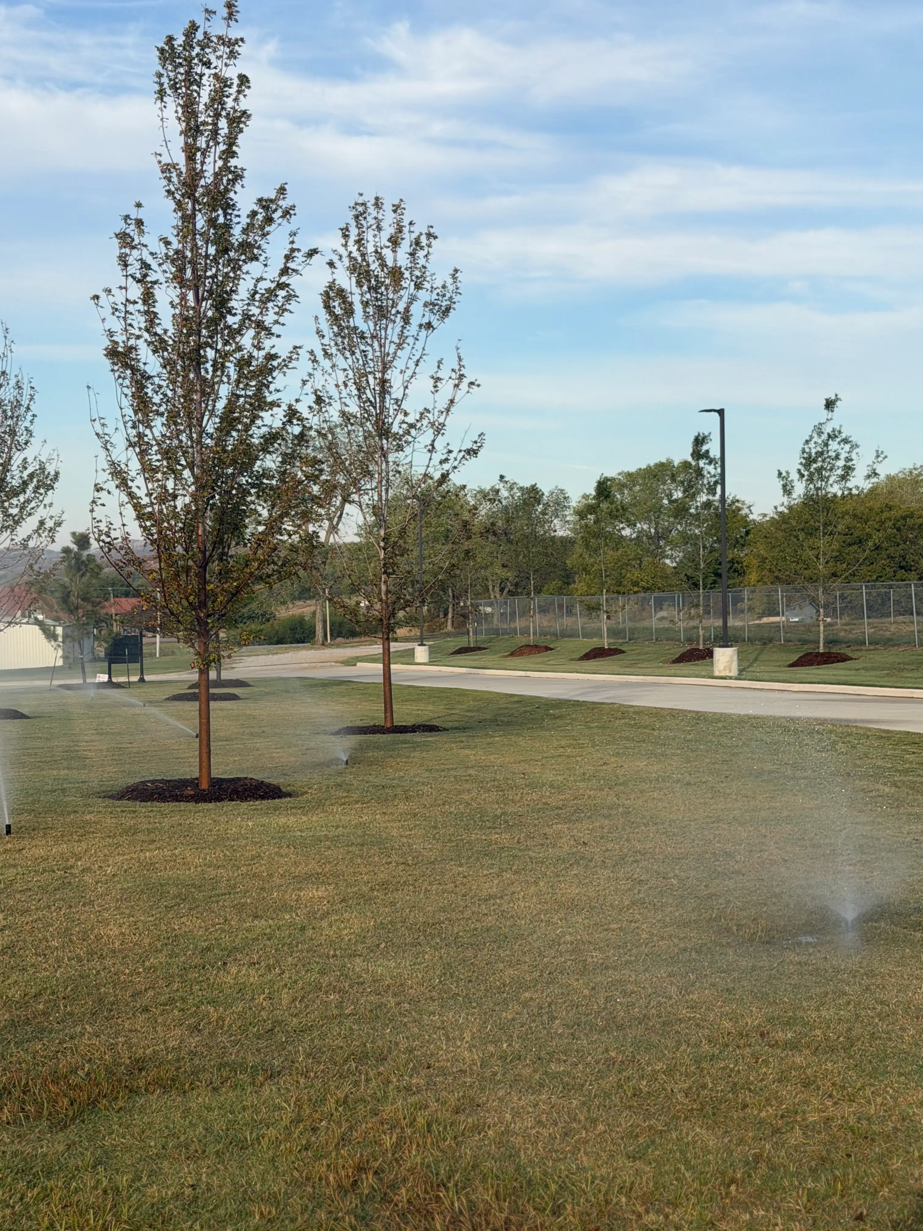 Young trees with mulch rings planted beside a commercial parking lot