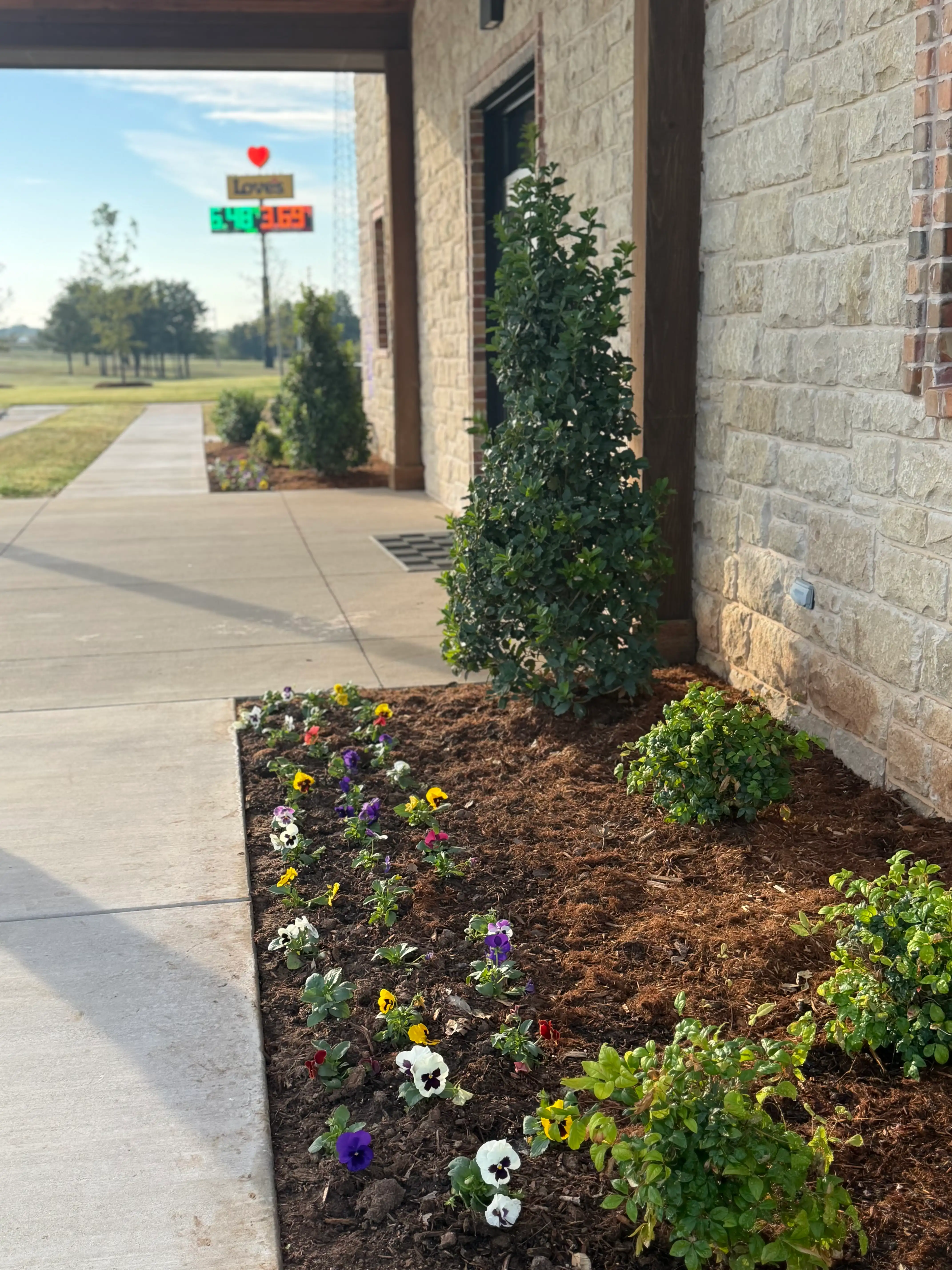 Bed of freshly planted pansies for seasonal color at a commercial site