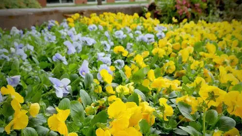 Close view of yellow and blue pansies in a freshly planted seasonal color bed