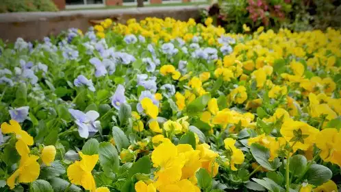 Close view of yellow and blue pansies in a freshly planted seasonal color bed