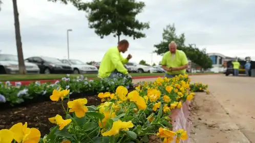 Crew planting pansies in a curbside bed in a parking lot