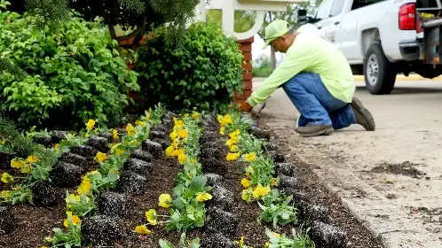 Crew member setting rows of seasonal flowers in a prepared bed