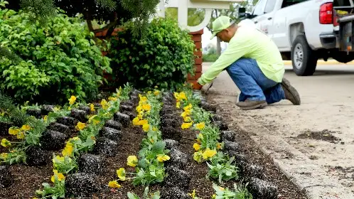 Crew member setting rows of seasonal flowers in a prepared bed