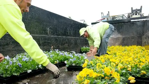 Crew member planting seasonal color beside a large commercial planter