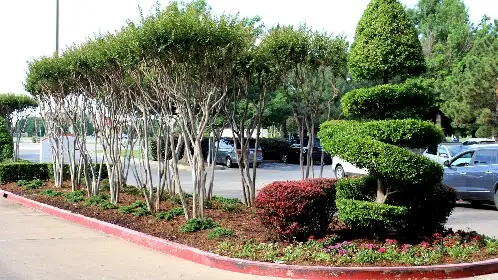 Shrub bed with a spiral topiary and crape myrtles along a commercial parking lot