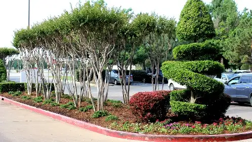 Shrub bed with a spiral topiary and crape myrtles along a commercial parking lot