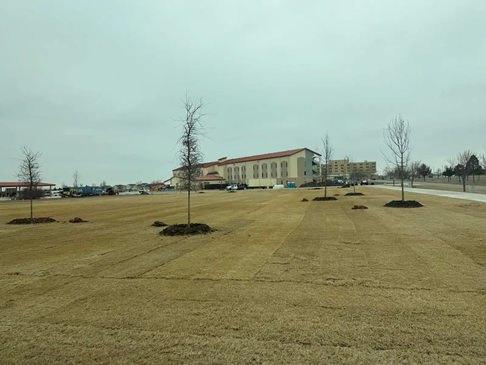 Freshly laid sod with newly planted trees and mulch rings on a large commercial site