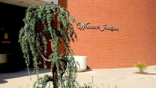 Weeping evergreen planted at a brick building entrance