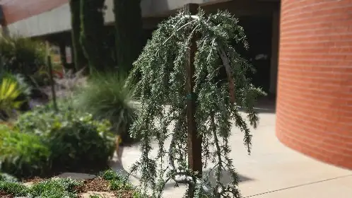 Weeping evergreen tree in a landscaped bed beside a brick wall